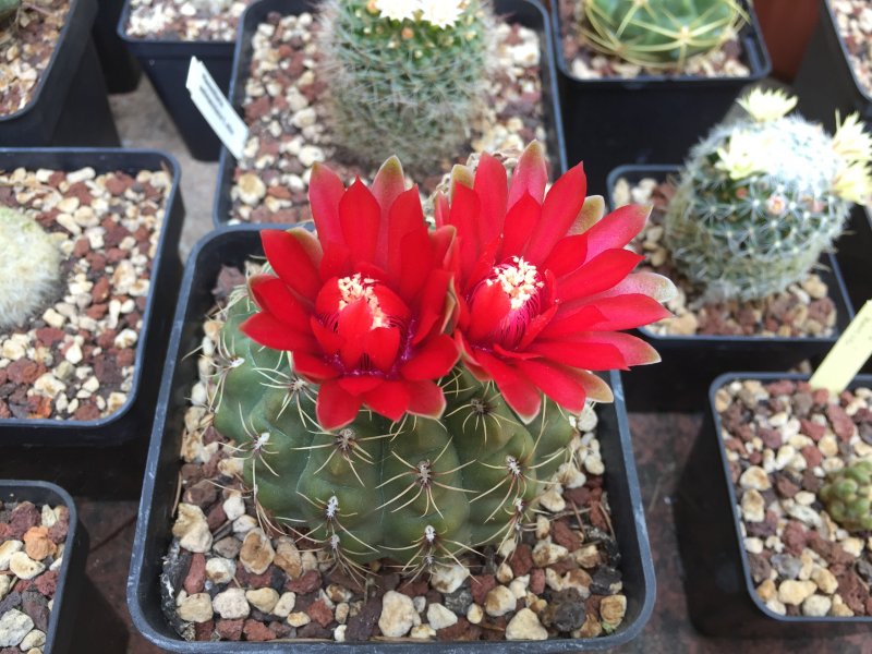 Gymnocalycium baldianum 