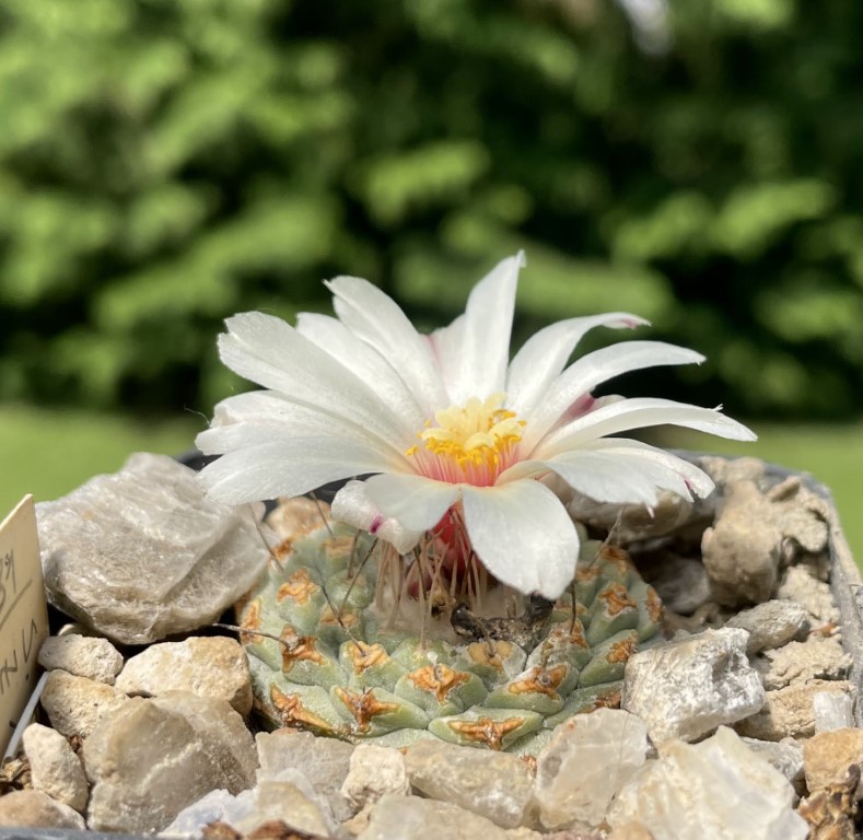 Strombocactus disciformis Z 189