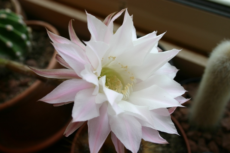 Echinopsis eyriesii 