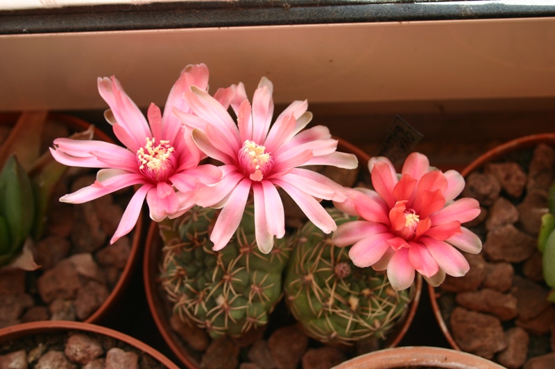 Gymnocalycium baldianum 