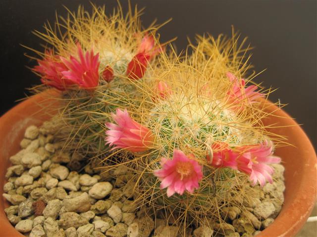 Mammillaria rekoi ssp. leptacantha 