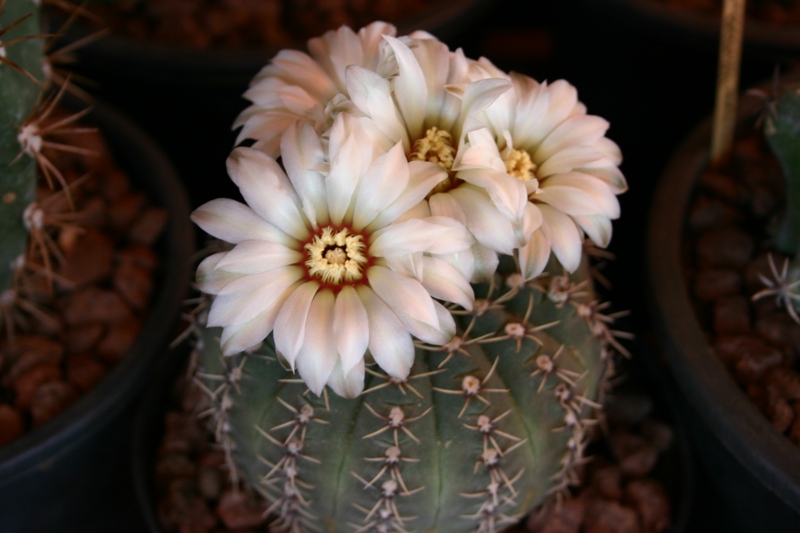 Gymnocalycium quehlianum 