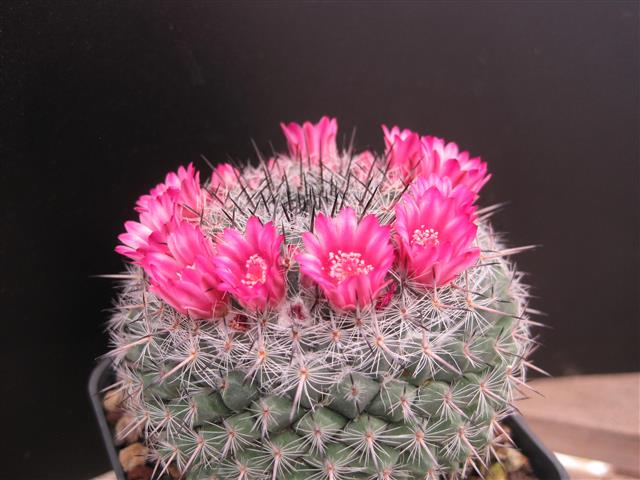 mammillaria orcuttii