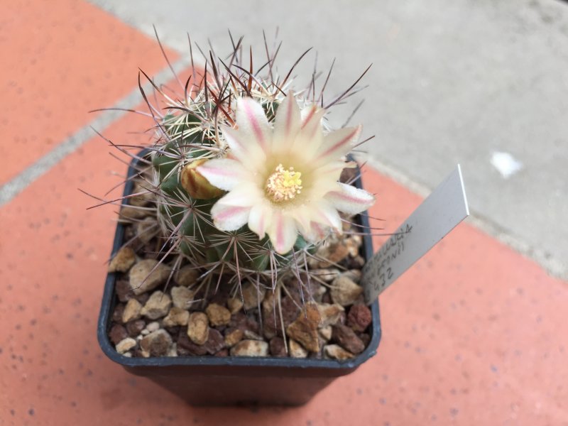 Mammillaria johnstonii 