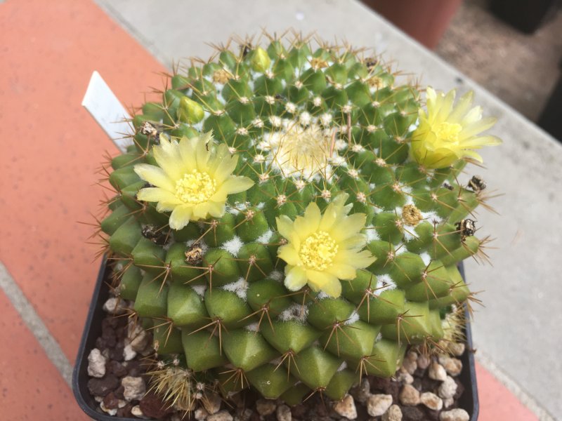 Mammillaria marksiana 