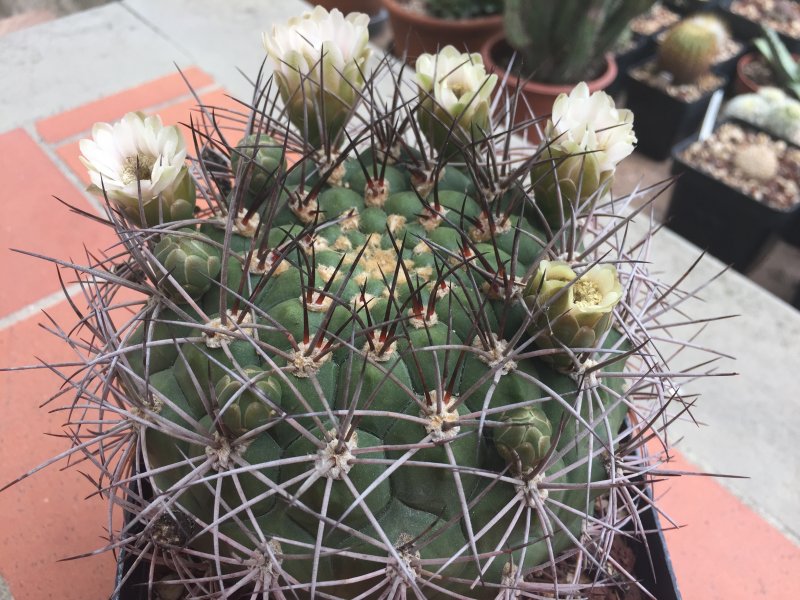 Gymnocalycium saglionis 