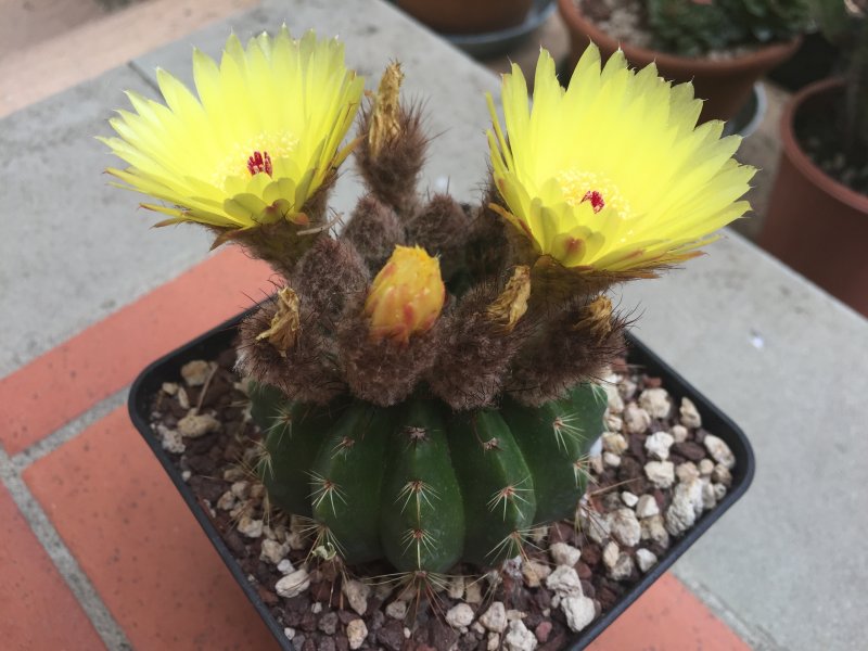 Notocactus ottonis 