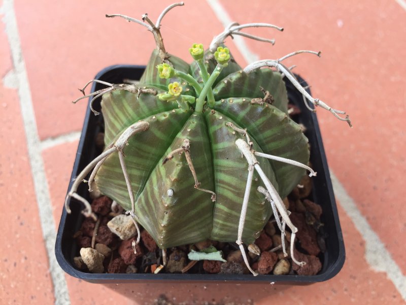 Euphorbia meloformis 