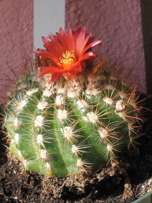 Parodia laui 