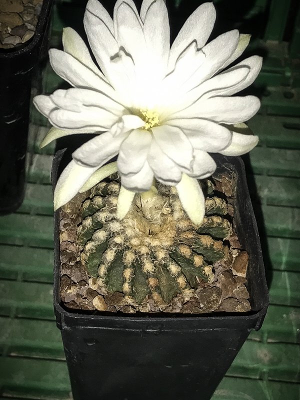 Discocactus horstii 