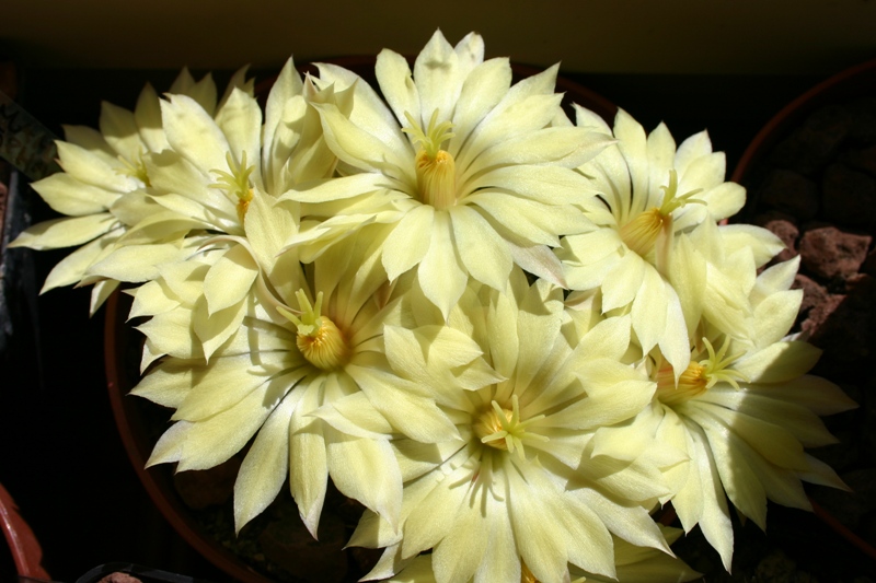 Mammillaria sphaerica 