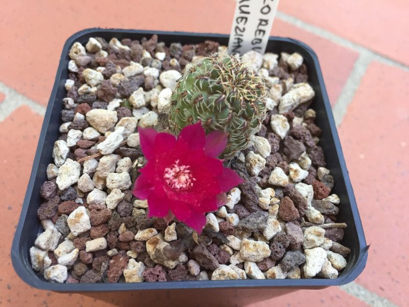 Sulcorebutia vasqueziana 