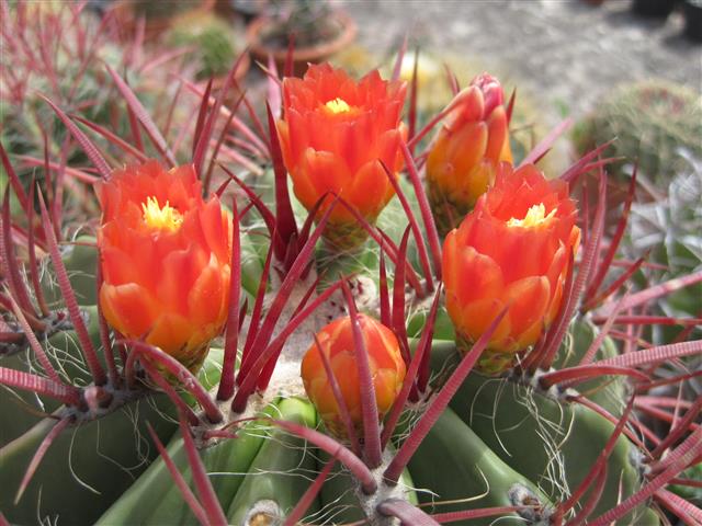 Ferocactus stainesii 