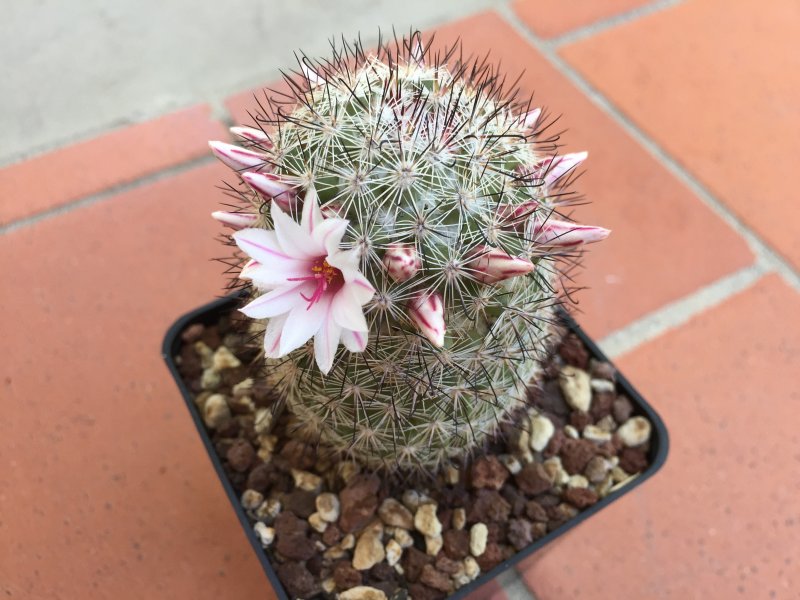 Mammillaria slevinii 