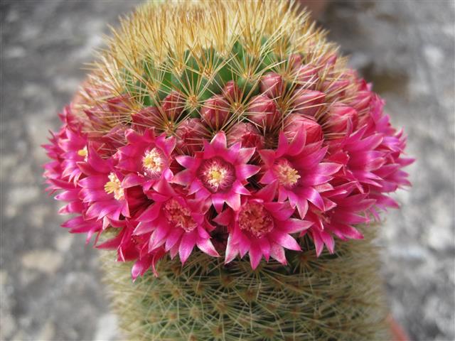 Mammillaria spinosissima 