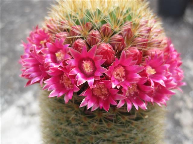 Mammillaria spinosissima 