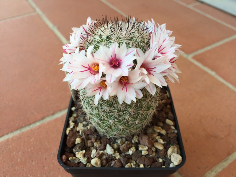 Mammillaria slevinii 