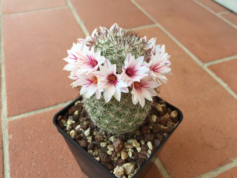 Mammillaria slevinii 