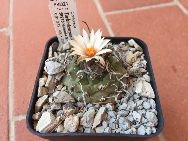 Turbinicarpus klinkerianus SB275