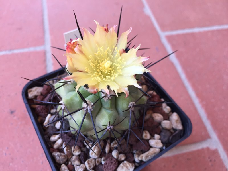 Copiapoa montana 