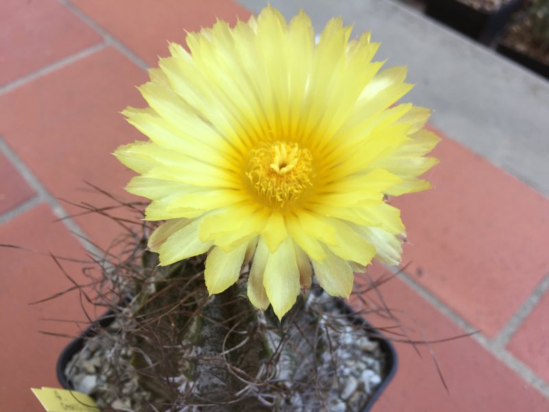 Astrophytum capricorne cv. crassispinoides 