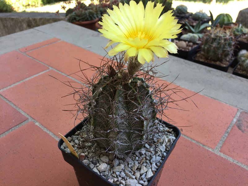 Astrophytum capricorne cv. crassispinoides 