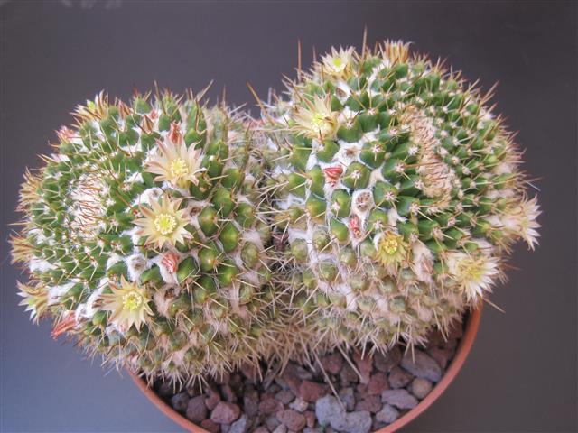 Mammillaria karwinskiana ssp. nejapensis 