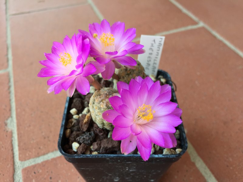 Mammillaria theresae 