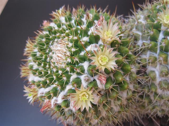 Mammillaria karwinskiana ssp. nejapensis 