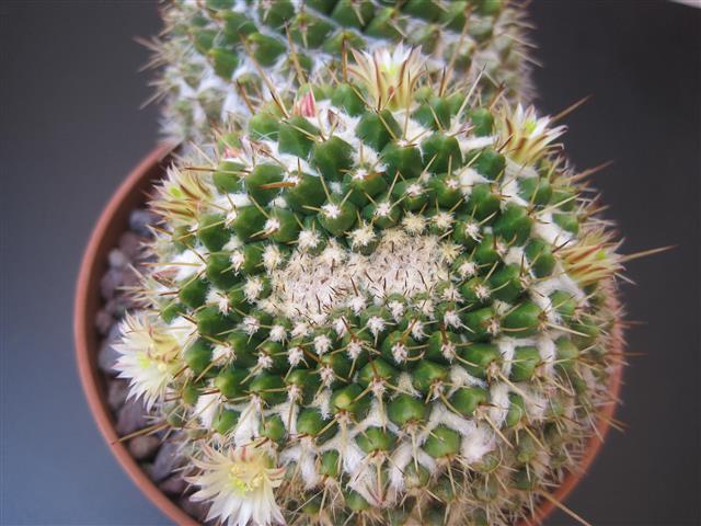 Mammillaria karwinskiana ssp. nejapensis 