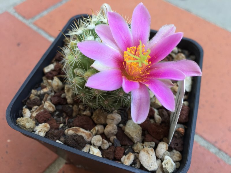 Mammillaria insularis 