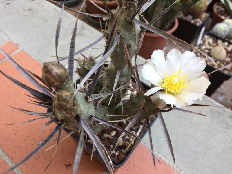 Tephrocactus papyracantha cv. black spines 