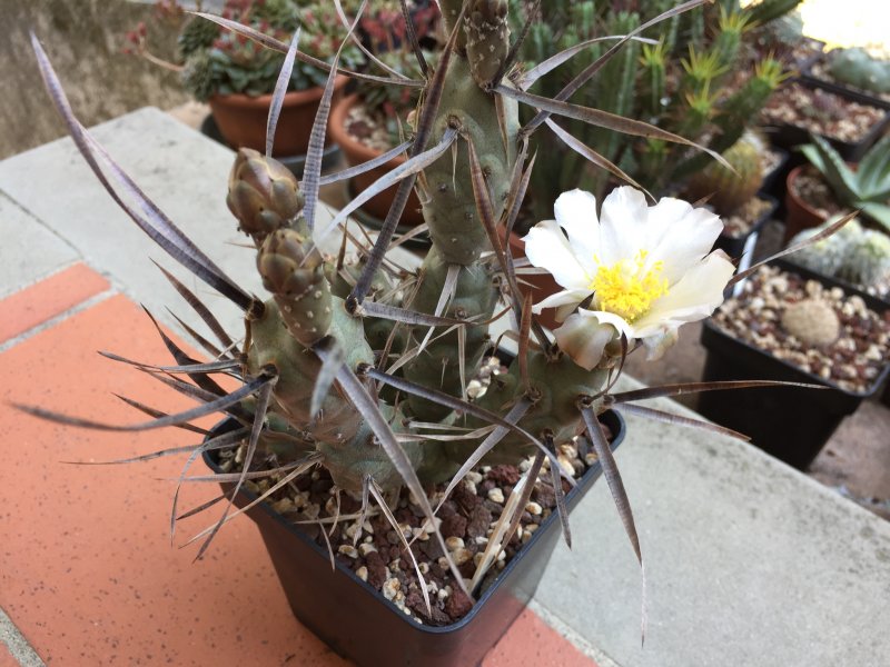 Tephrocactus papyracantha cv. black spines 