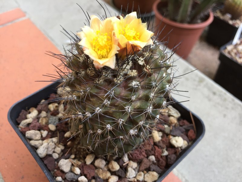 Copiapoa humilis 