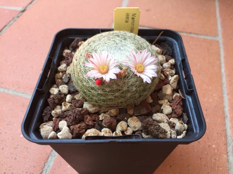 Mammillaria lenta 