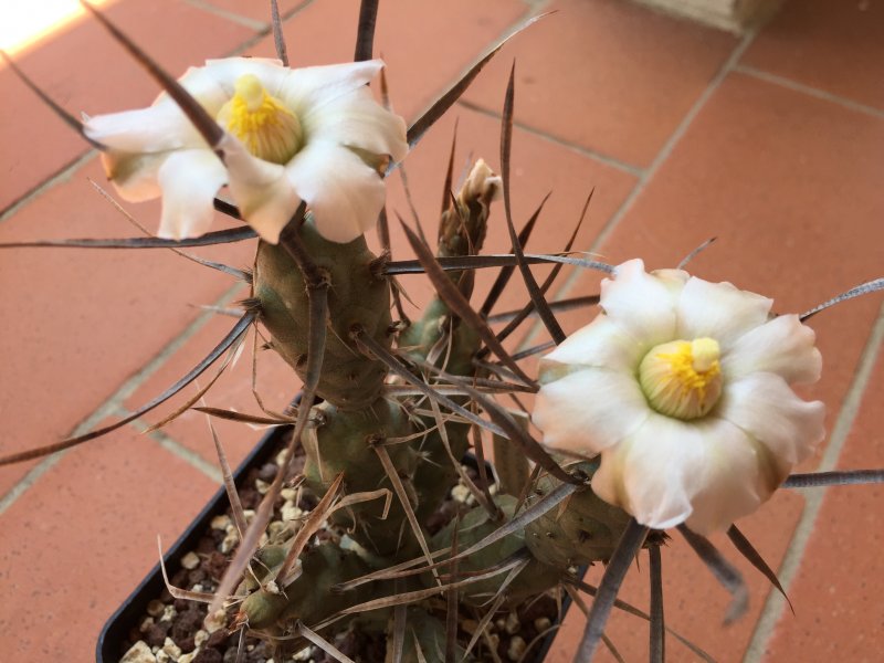 Tephrocactus papyracantha cv. black spines 