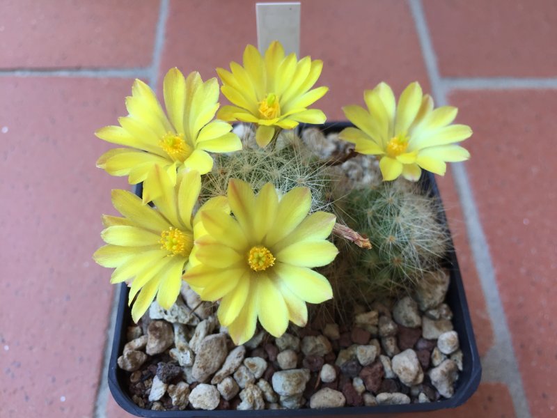 Mammillaria baumii L1139