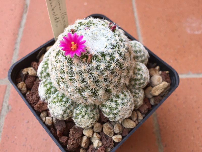 Mammillaria humboldtii 