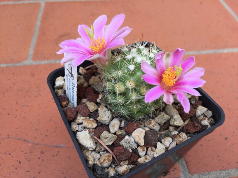 Mammillaria insularis 