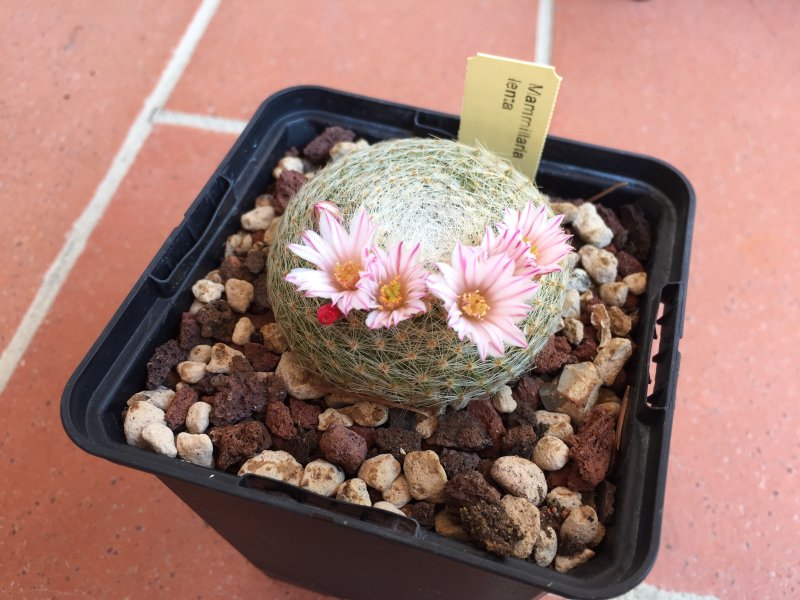 Mammillaria lenta 