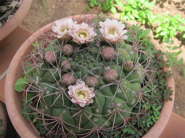 Gymnocalycium saglionis 