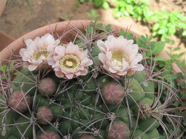 Gymnocalycium saglionis 