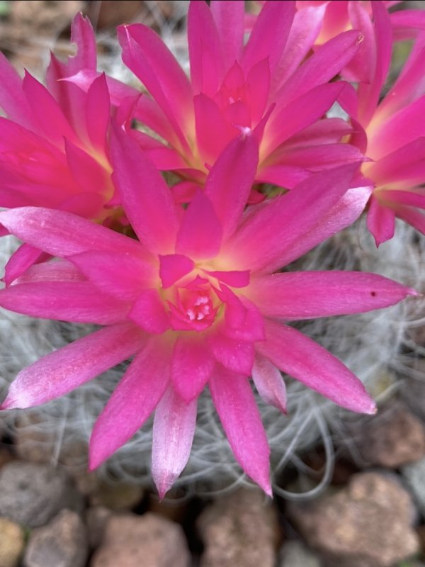 Eriosyce senilis 