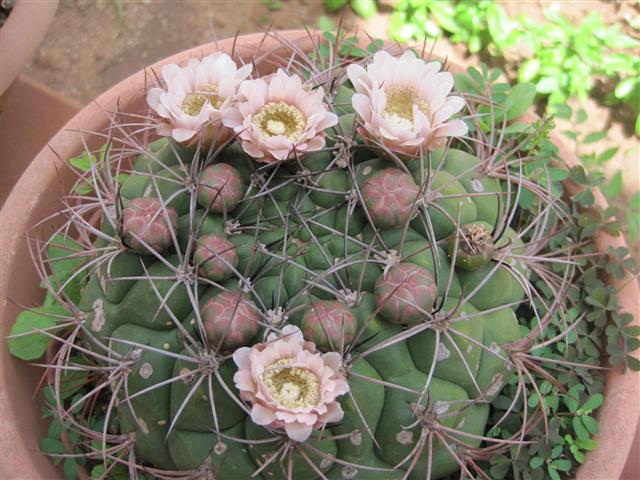 Gymnocalycium saglionis 