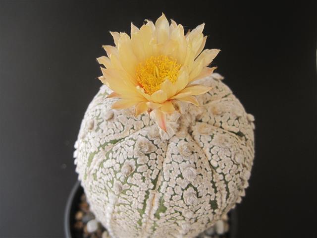 Astrophytum asterias cv. super kabuto 