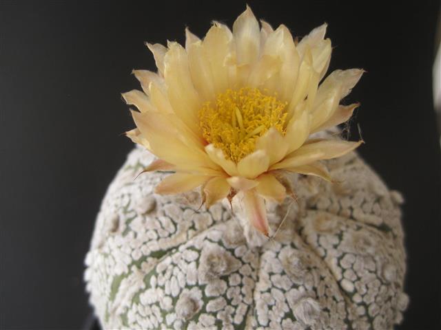 Astrophytum asterias cv. super kabuto 