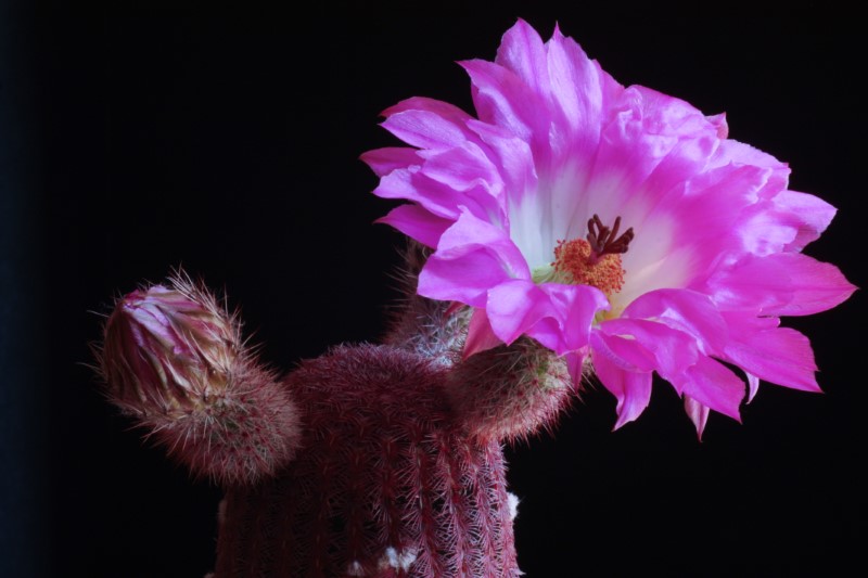 Echinocereus rigidissimus ssp. rubispinus 