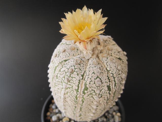 Astrophytum asterias cv. super kabuto 