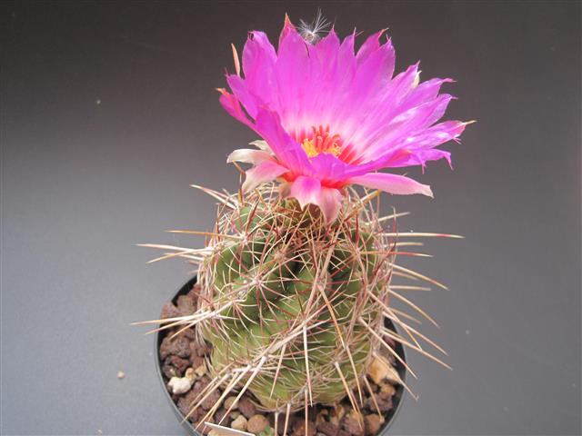 Thelocactus bicolor v. tricolor 