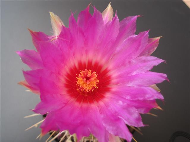 Thelocactus bicolor v. tricolor 